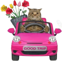 a spring time kitty